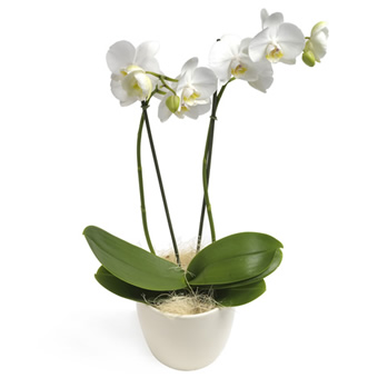 Orchidee wit